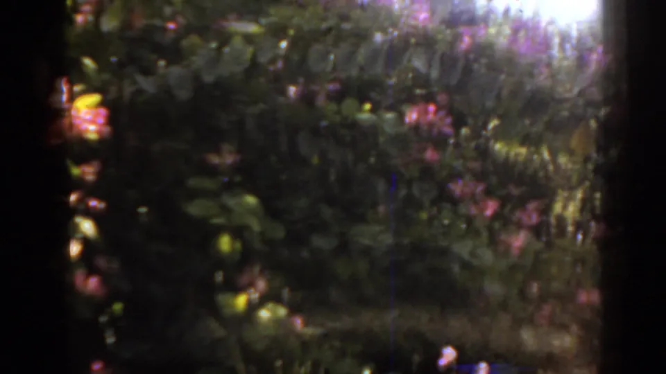 1963 Florida home-movie frame showing shaded garden foliage, small bright flowers, and a strong sun flare near the top edge.
