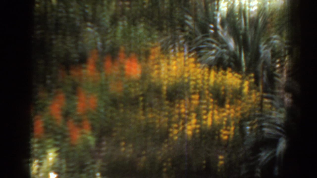 Soft-focus garden view with palm fronds and red and yellow flowers.