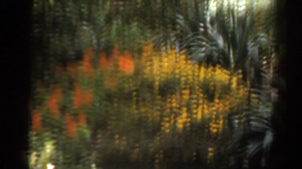 1963 Florida 8mm frame showing palm fronds, red and yellow flowering plants, and dark film-edge borders in a tropical garden.