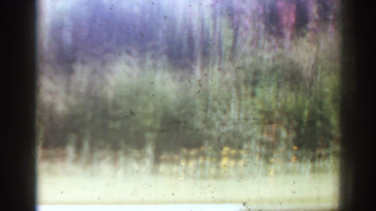Pale sunlit garden bed with blurred greenery and film specks.