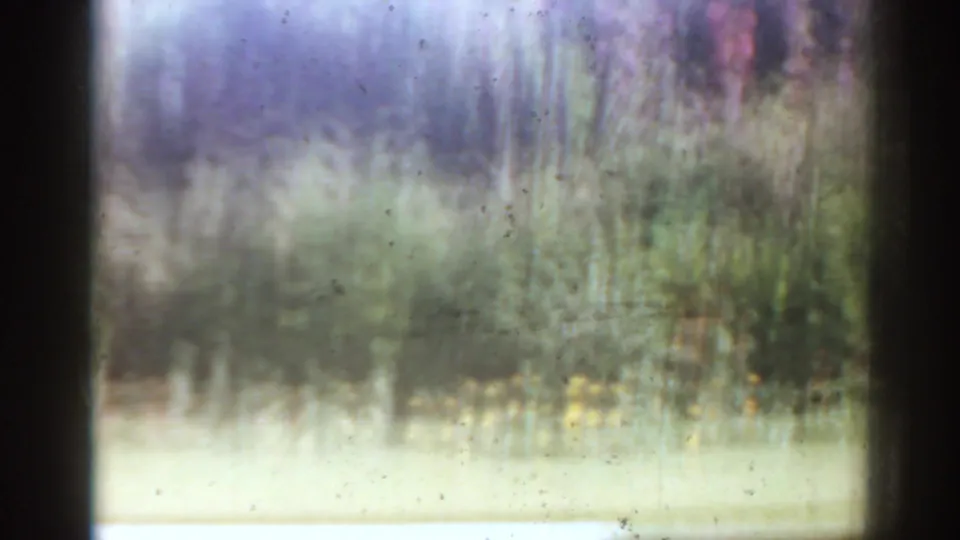 Soft 8mm view of a bright Florida garden area with blurred plants, pale ground, and visible dust and grain from the film scan.