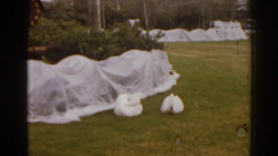 1963 Florida 8mm frame showing white plastic tarps covering low objects on a lawn, with shrubs and trees in the background.