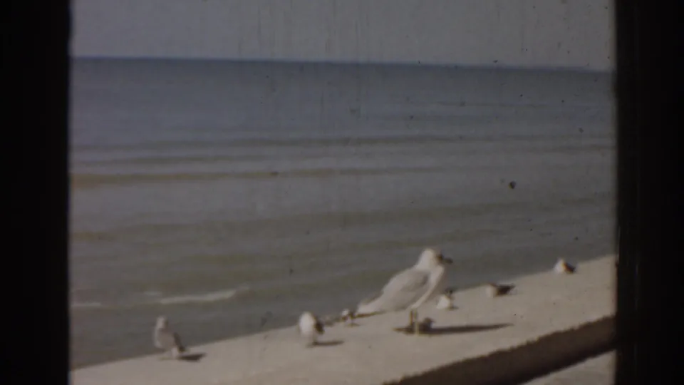 Seagulls rest on a concrete waterfront ledge beside calm Florida water in a soft, grainy 8mm home-movie frame.