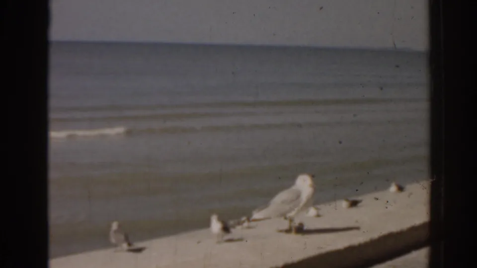 Seagulls remain on a concrete harbor ledge, framed against rippled waterfront water in 1963 Florida home-movie footage.