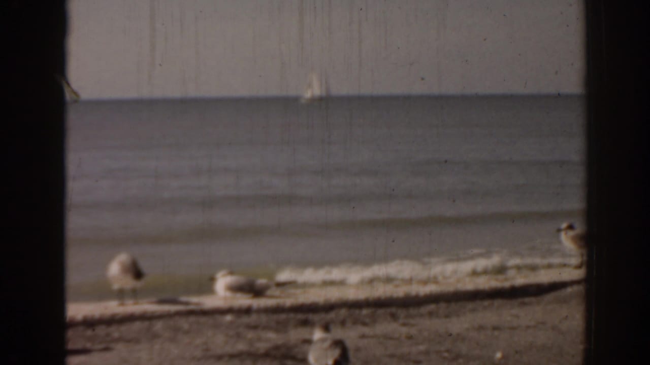 Seagulls rest on a sandy beach beside calm water, with a small sailboat offshore.