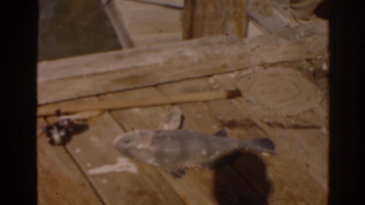 Freshly caught fish lying on a weathered wooden deck.