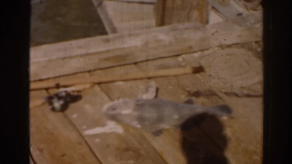 Close view of a caught fish on a weathered wooden deck in 1963 Florida home-movie footage.