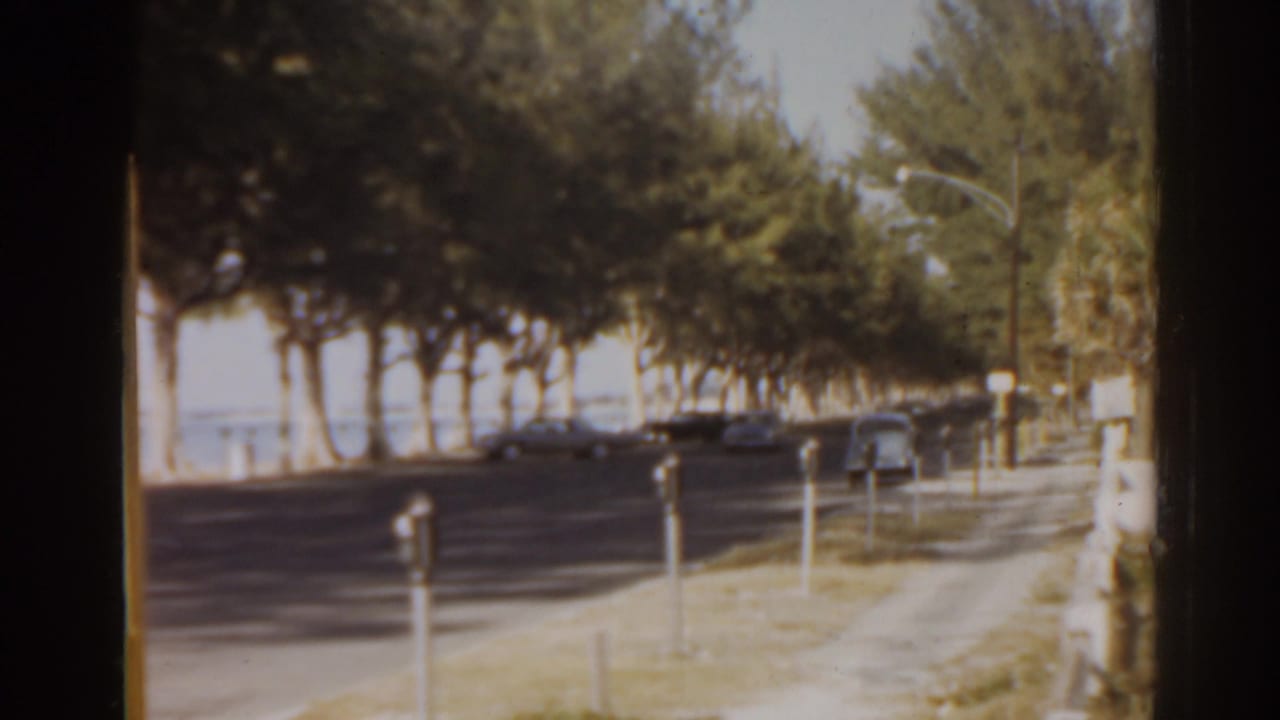 Waterfront road seen through trees, with cars parked near the curb.