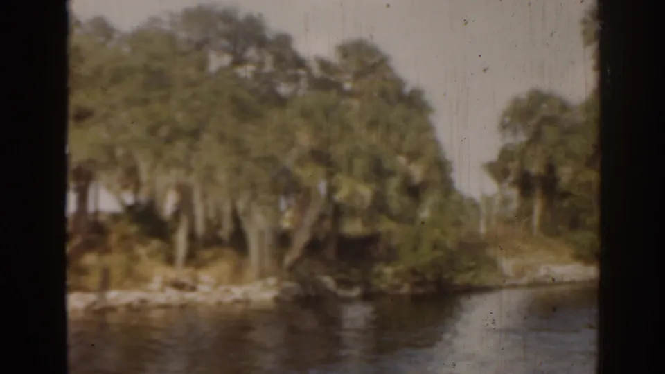 1963 Florida 8mm view of a wooded riverbank with palms, brush, and dark calm water along the shore.