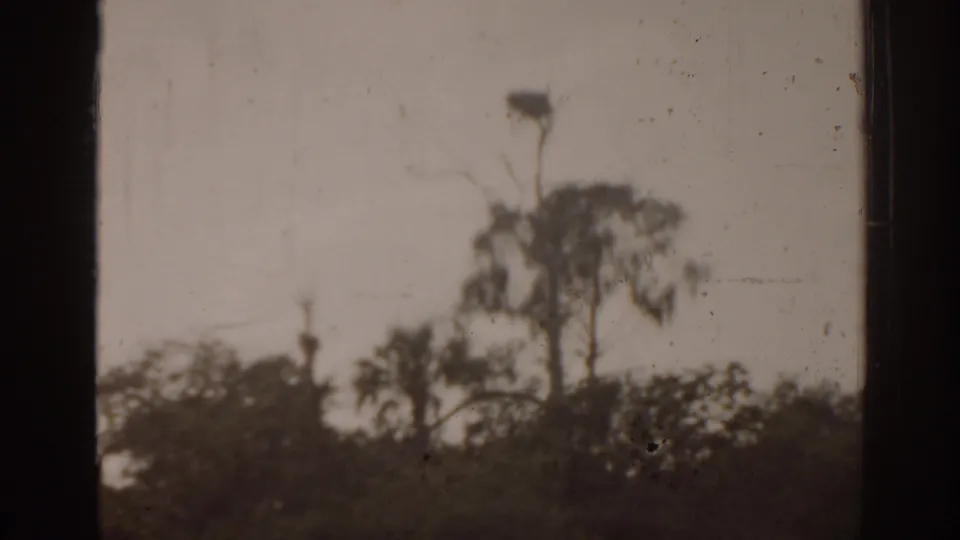 1963 Florida waterside tree line with a tall tree holding a large nest or platform near the top, filmed in soft 8mm focus.