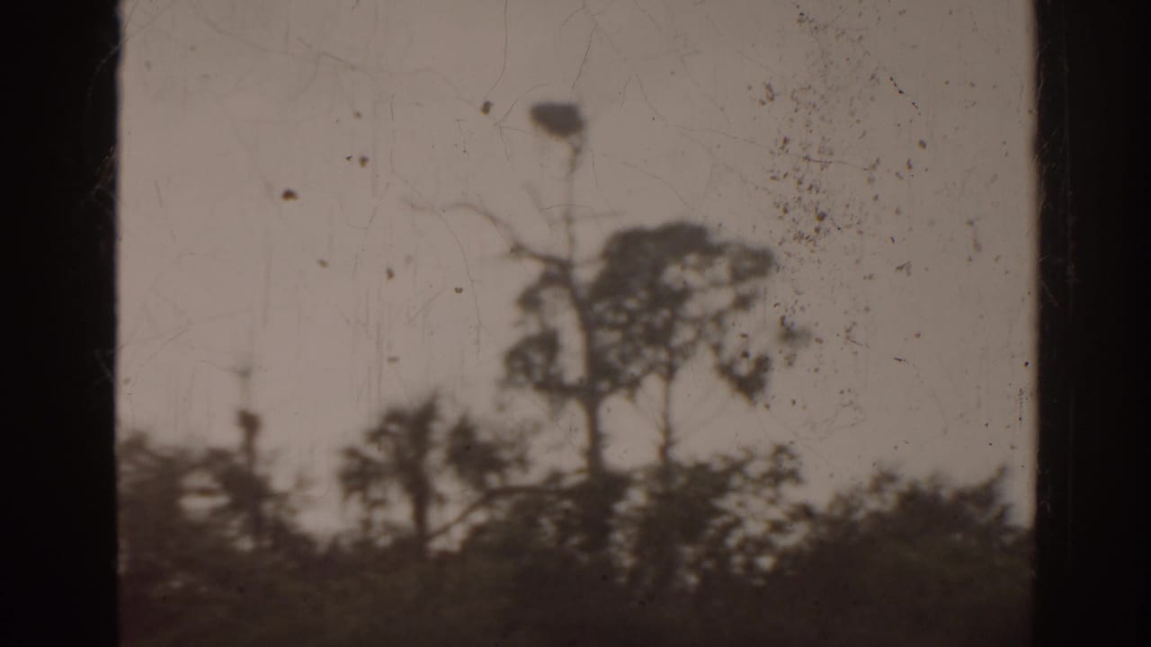 Dark window frame over water, shoreline trees, and a tall silhouetted tree in the foreground.