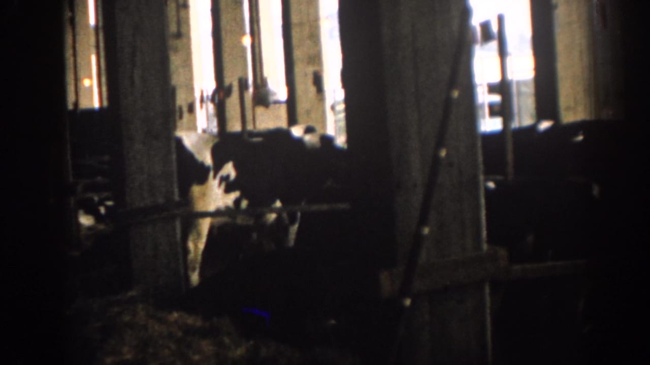 Dim barn interior with black-and-white cows standing near wooden posts.