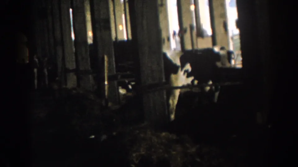 Inside the barn, cows are partly silhouetted against window light, with hay bedding and wooden supports visible around the stalls.