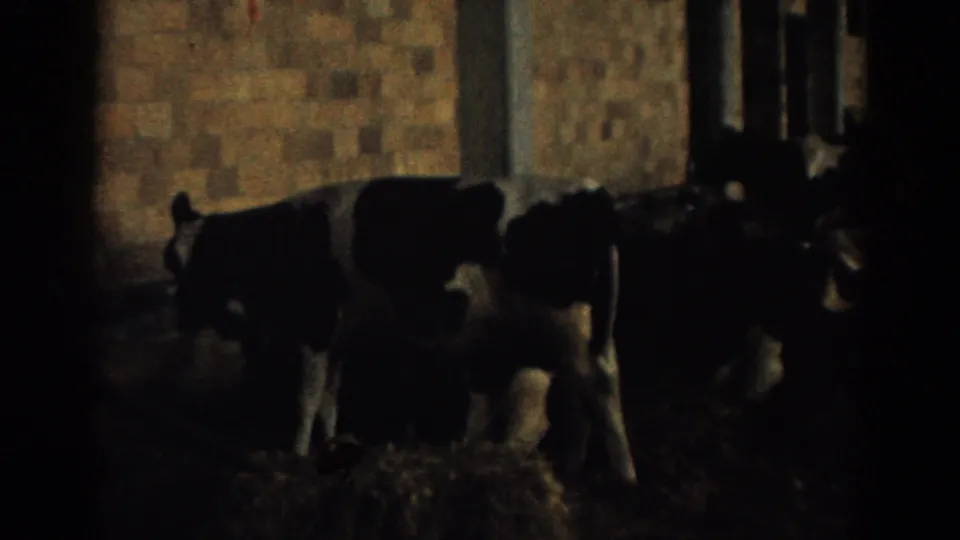 A closer barn view shows black-and-white cows beside a block wall, with straw or hay underfoot and dark stall areas nearby.