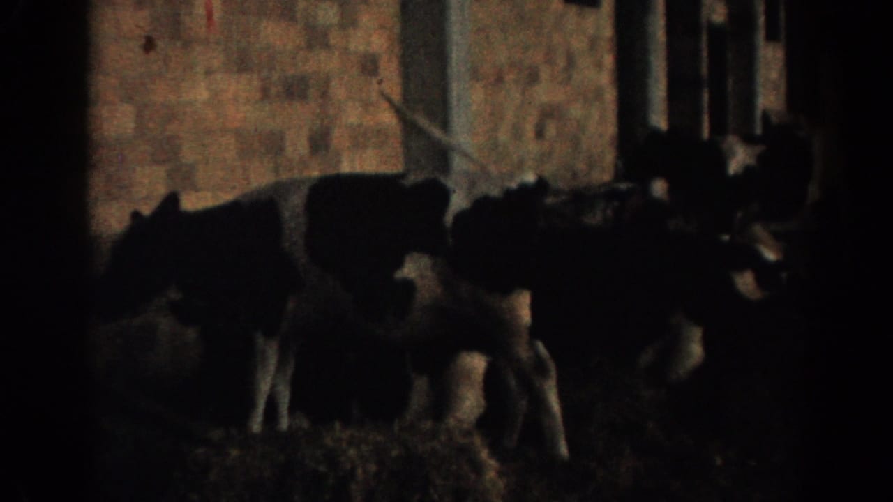 Black and white cows feed in a dark stable beside brick walls.