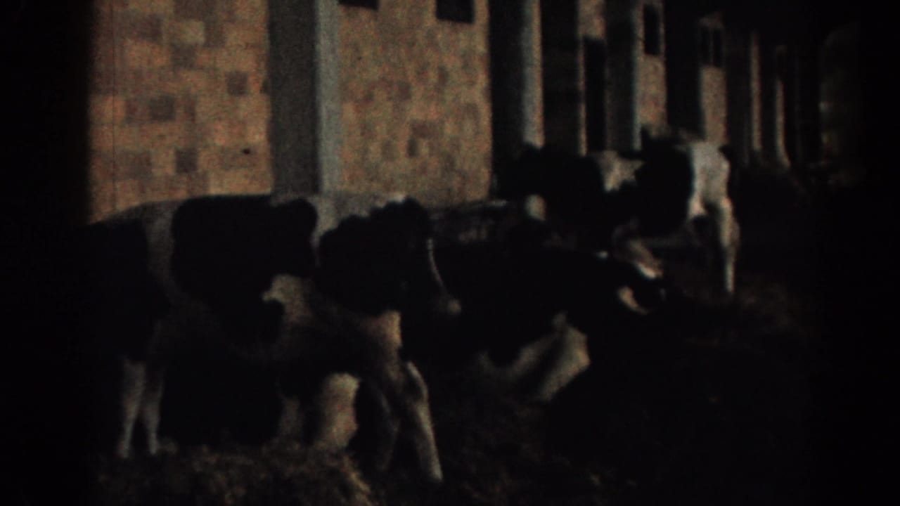 Cows stand in deep shadow along a barn wall.