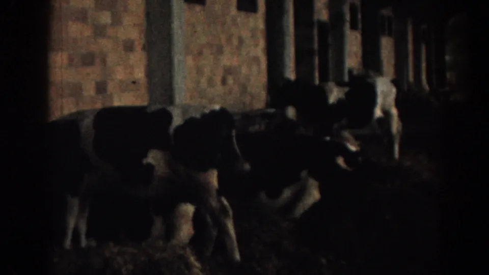 Shadowed 8mm view of cattle lined along a stable wall, with brickwork and posts visible.