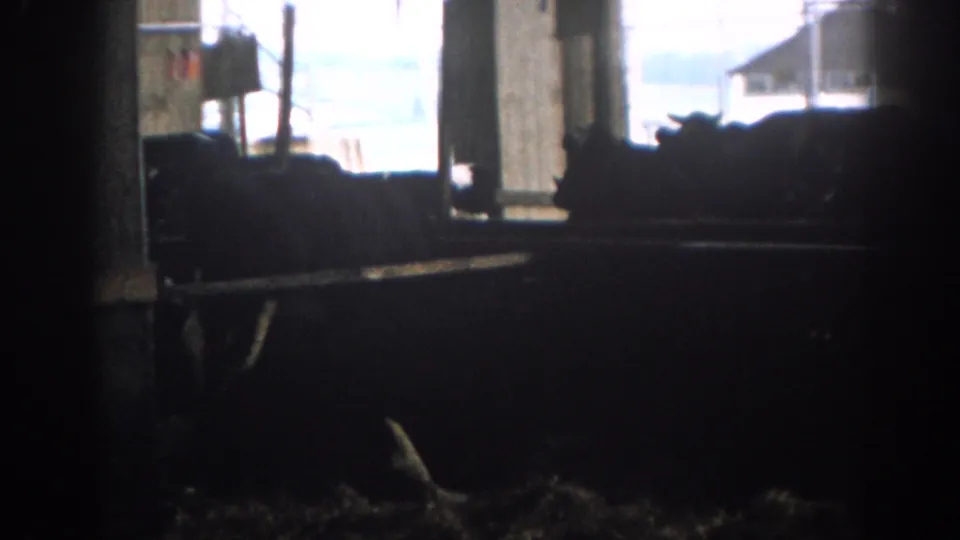 Dim 1963 farm-stable frame with cows silhouetted against daylight from an open barn doorway or window.