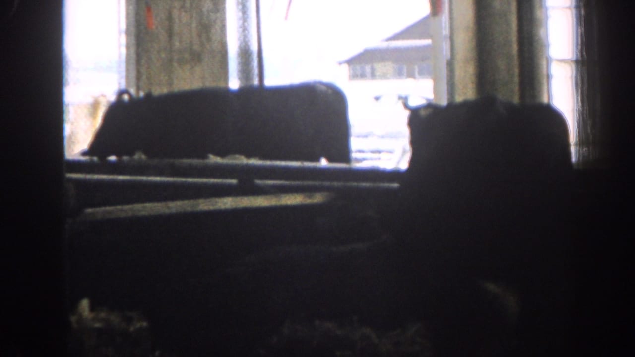 Dark livestock silhouettes inside a barn with bright windows behind them.