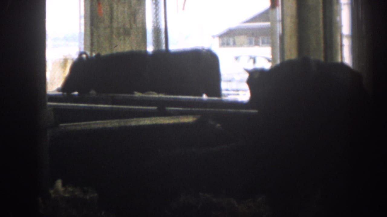 Dim barn interior with silhouetted animals and bright windows in the background.