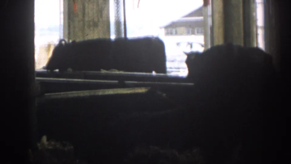 1963 New Jersey barn scene with dark animal forms, wooden supports, rails, and bright exterior light through windows.