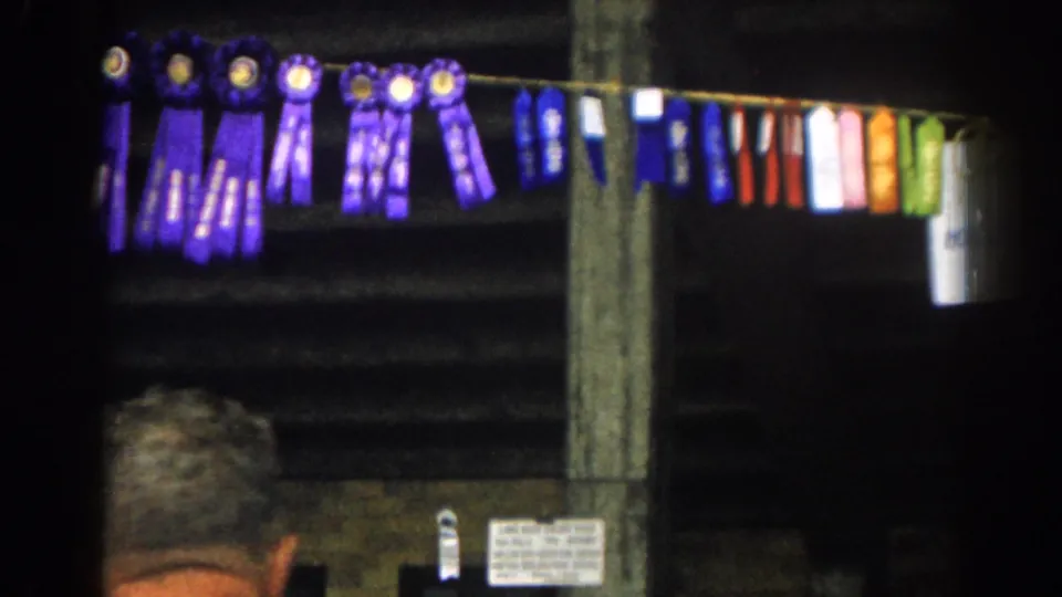 1963 New Jersey agricultural fair view of purple, blue, red, orange, and green ribbons hanging near barn rails.