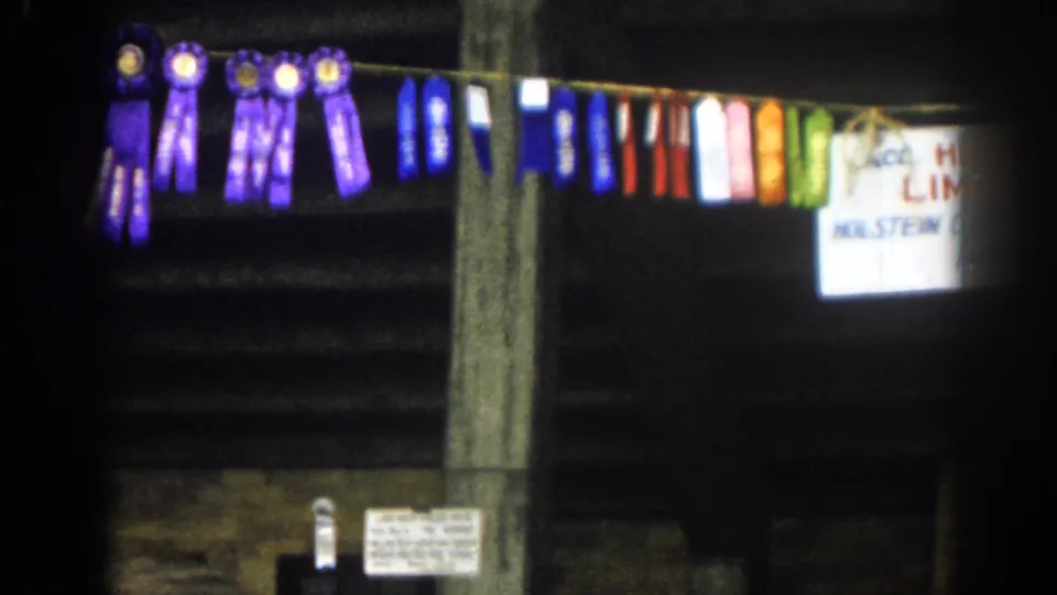 1963 New Jersey fair barn view with colorful award ribbons, wooden rails, hay, livestock shadows, and a partially readable sign.