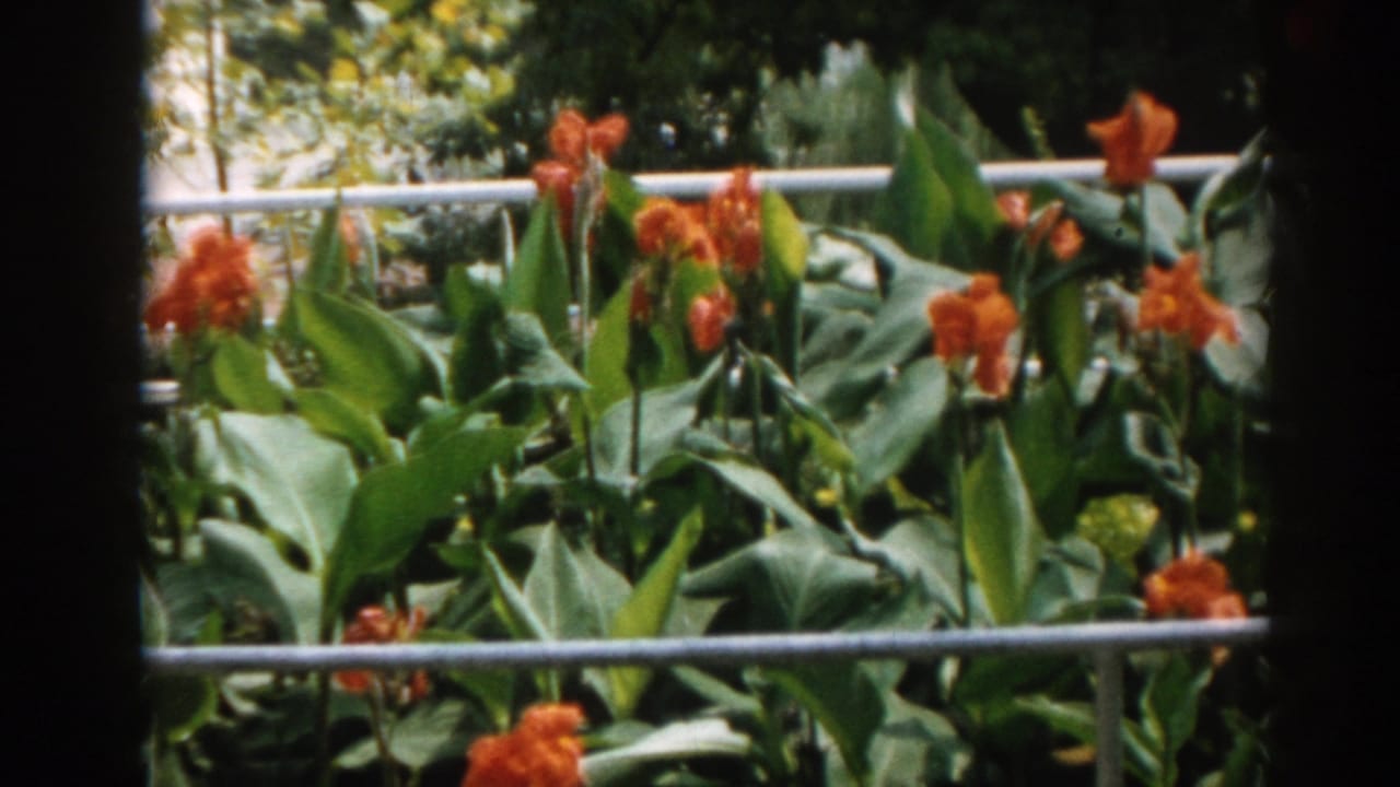 Orange flowers and broad green leaves behind a pale metal railing.