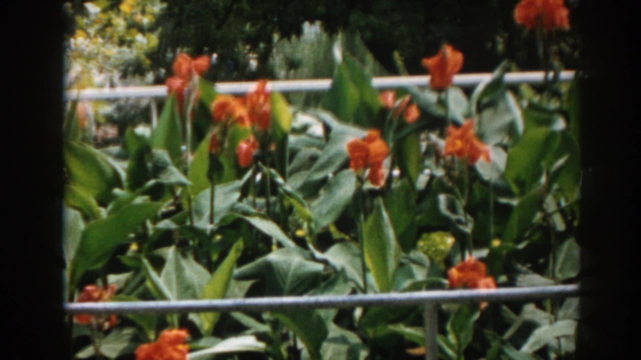 Garden flowers and leaves seen behind horizontal metal rails.