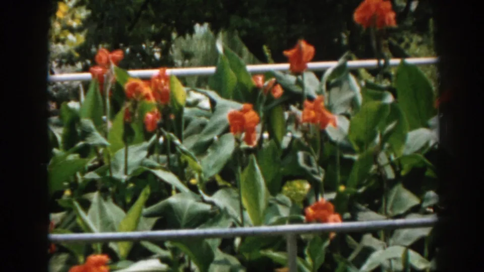 1963 New Jersey 8mm frame with orange canna-like flowers, large leaves, and railing across the garden scene.