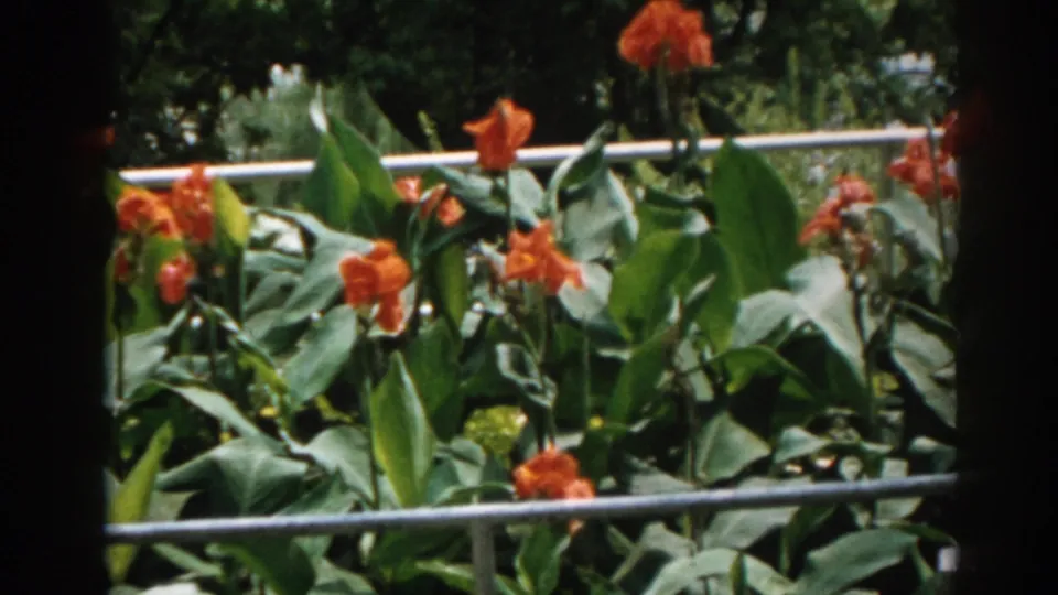 1963 New Jersey home-movie frame of orange flowers among dense green leaves, with railing and trees behind.