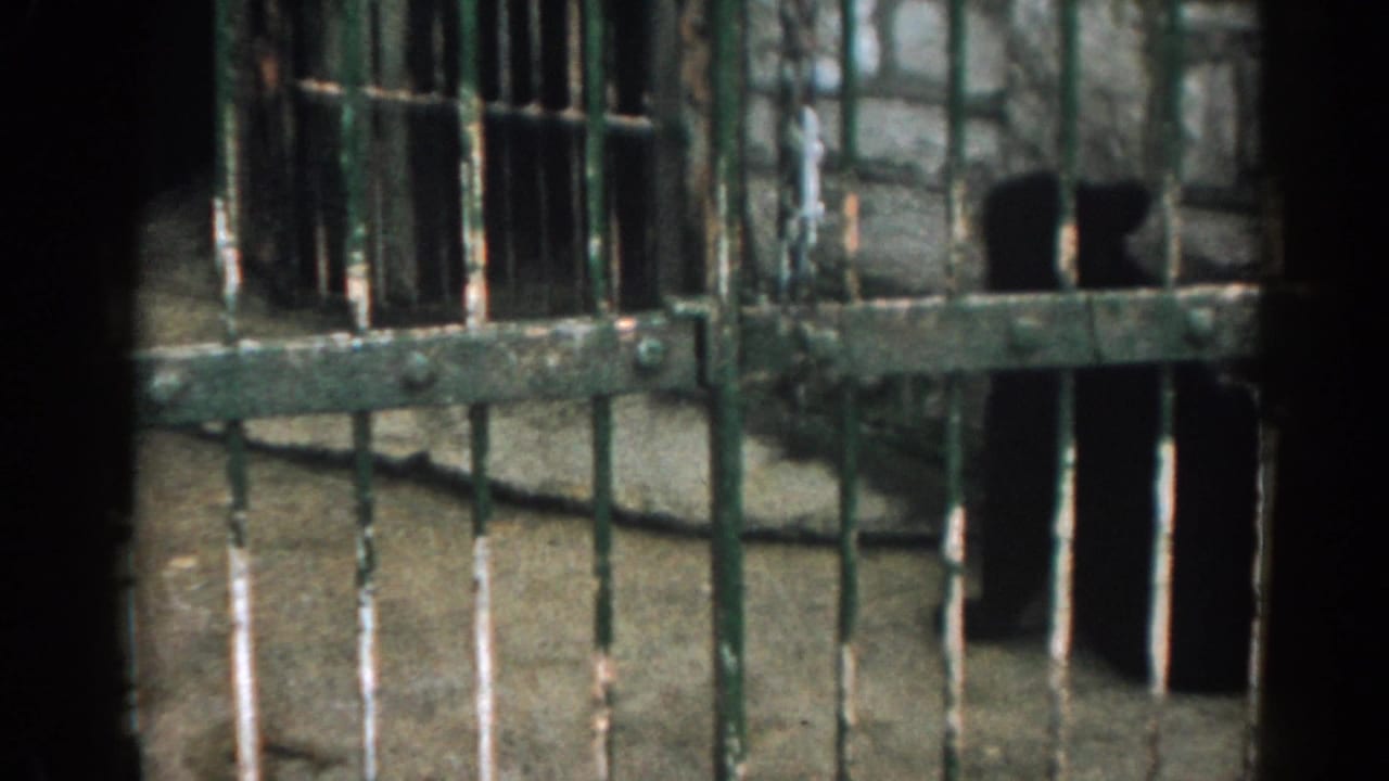 Dark bear behind weathered green metal cage bars in a zoo enclosure.