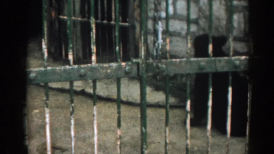 1963 New Jersey home-movie frame showing a dark bear behind worn green metal bars inside a concrete zoo enclosure.