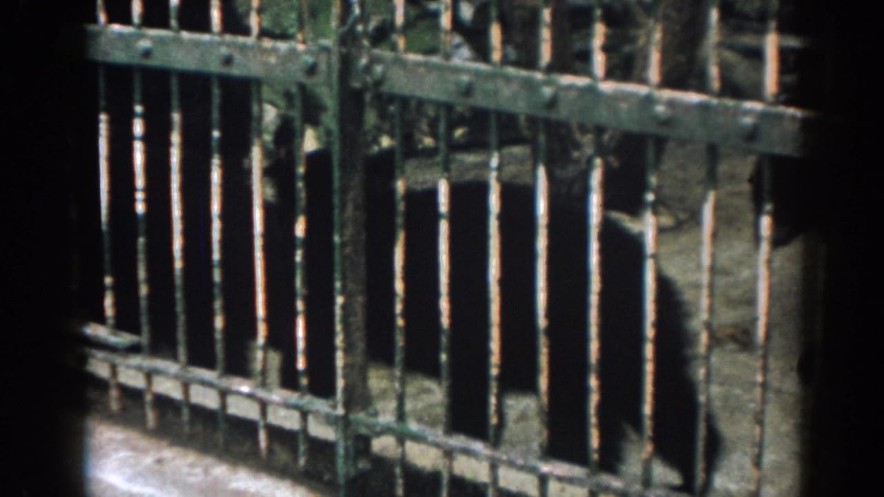 Dark bears partly visible behind heavy metal bars in a shadowed enclosure.
