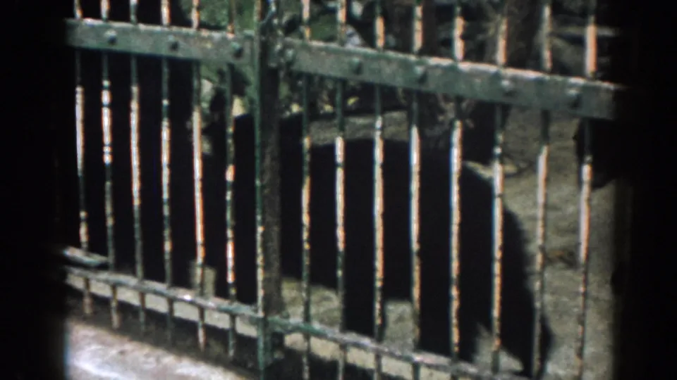 1963 New Jersey zoo footage frame with dark bears partly obscured by green metal cage bars and deep shadows.