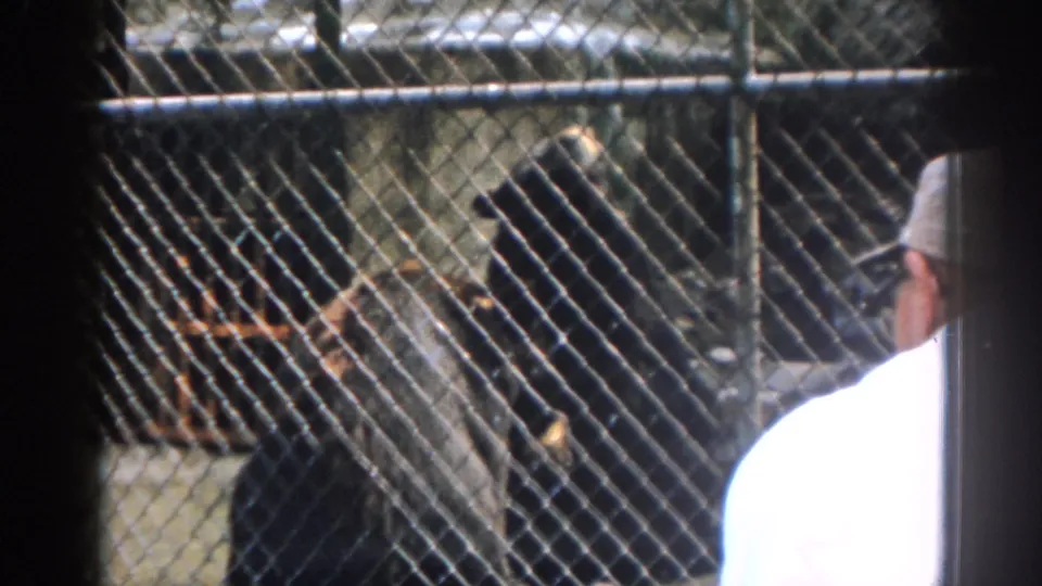 1963 New Jersey zoo frame showing a visitor in a white shirt watching a large dark animal through chain-link fencing.