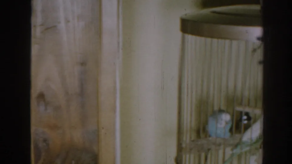 1963 New Jersey 8mm frame showing two small pet birds inside a wire cage in a living room.