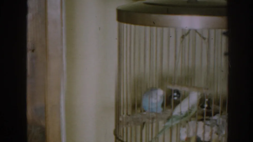 1963 New Jersey home-movie frame of two small birds perched inside a wire cage in a private living room.