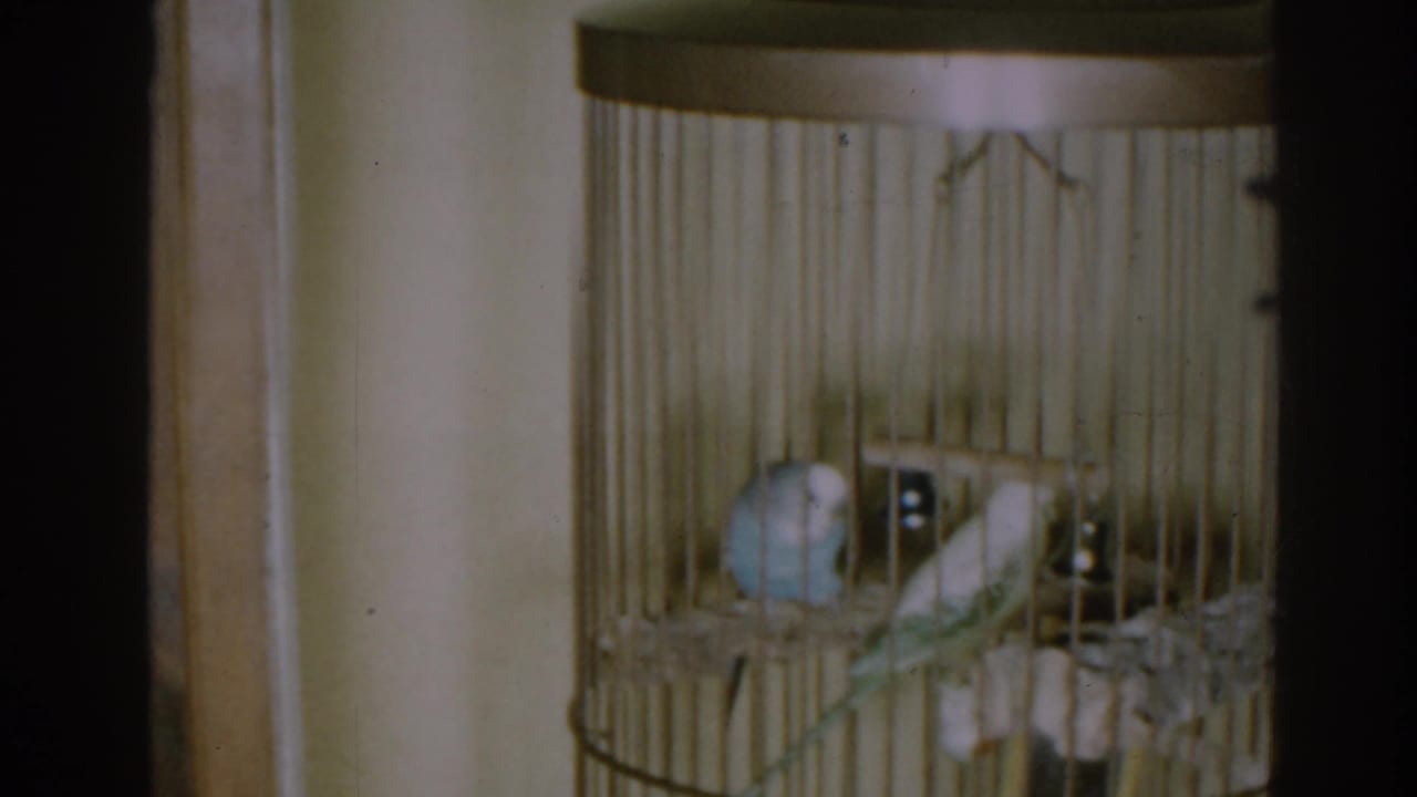 Two parakeets perched inside a tall tan wire cage against a plain wall.