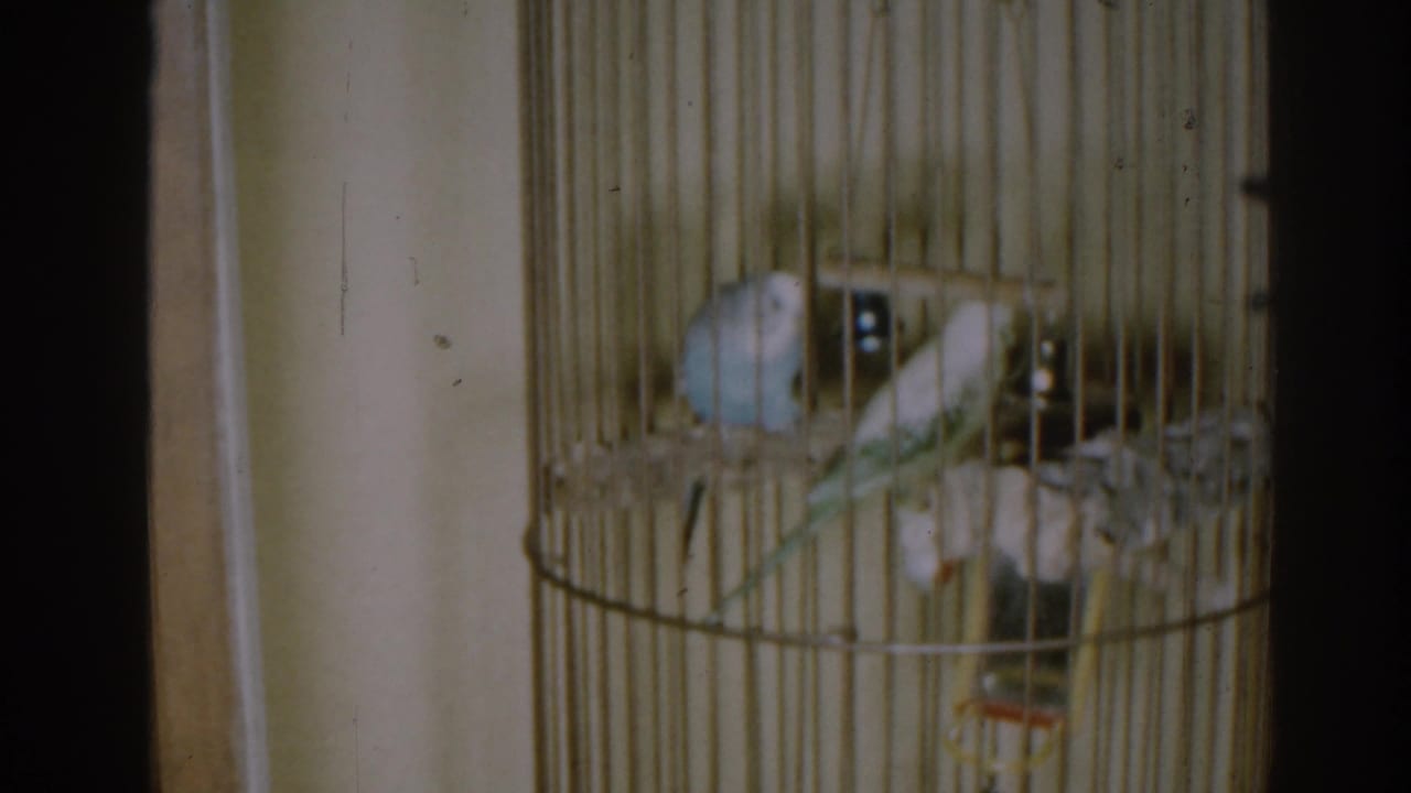 The parakeets remain perched in the tan cage, with a small swing and lower dish visible in the home-movie frame.