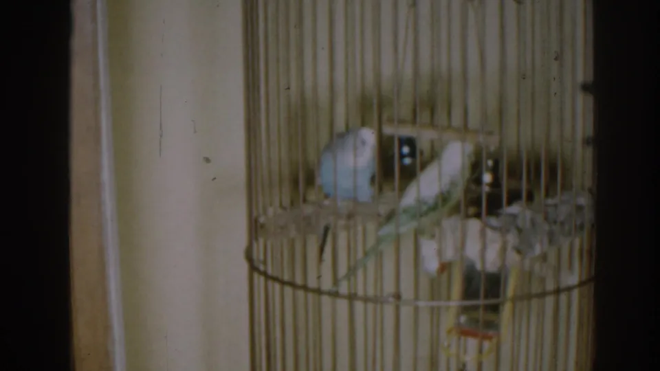 The parakeets remain perched in the tan cage, with a small swing and lower dish visible in the home-movie frame.