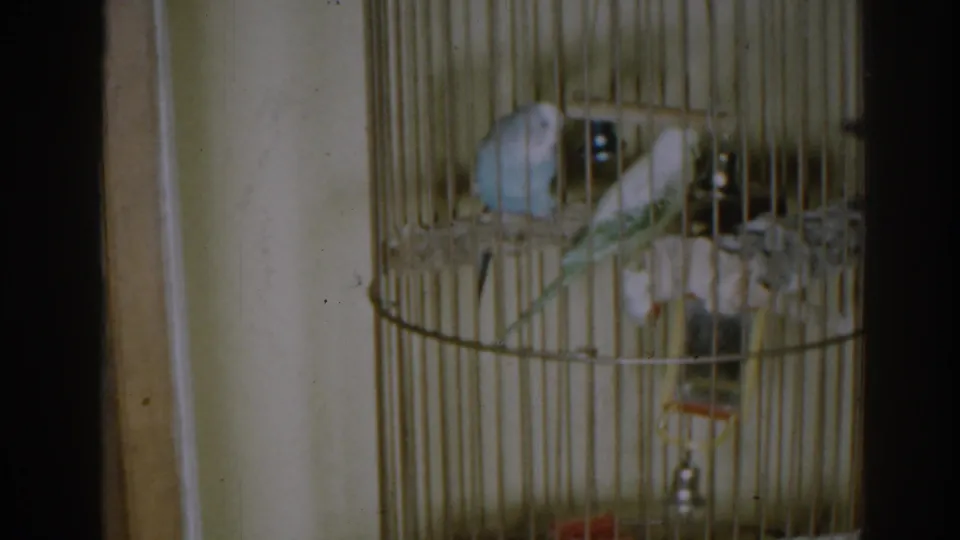 Indoor 8mm frame of two parakeets perched close together inside a tall tan wire birdcage.