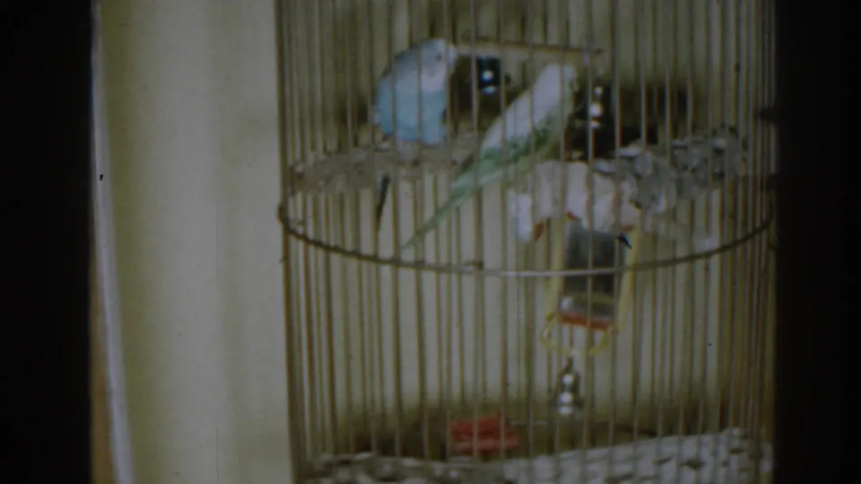New Jersey 1963 home-movie still showing parakeets in a tan wire cage, framed by dark film edge and soft 8mm color.