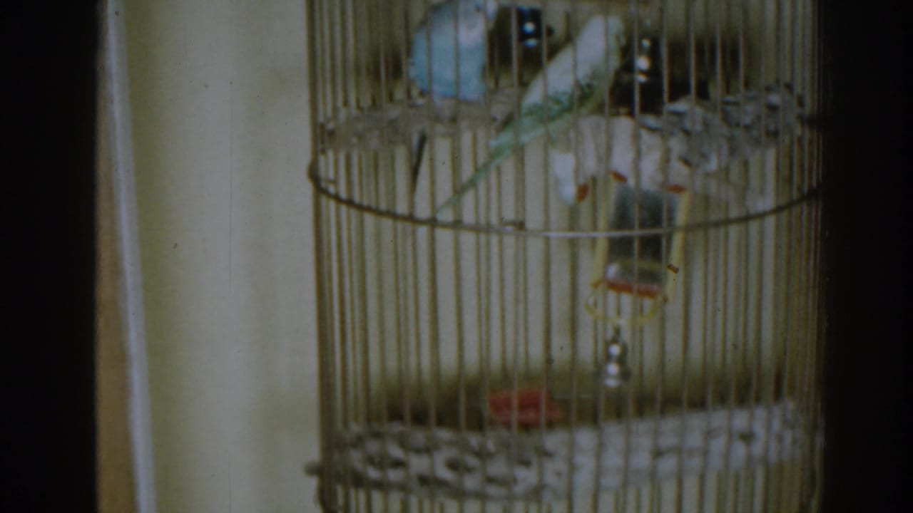 1963 New Jersey home-movie frame showing blue and green-white budgerigars in a round indoor wire cage.