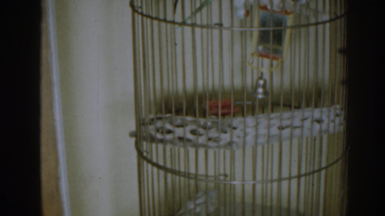 A budgerigar sits near the upper perch inside a tall round wire cage.