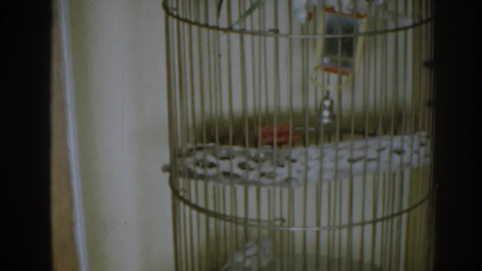 1963 New Jersey frame with a budgerigar near the upper area of a round cage against a plain wall.