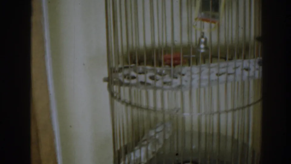 1963 New Jersey home-movie frame centered on the cage interior, including perch, bell, dish, and patterned shelf.