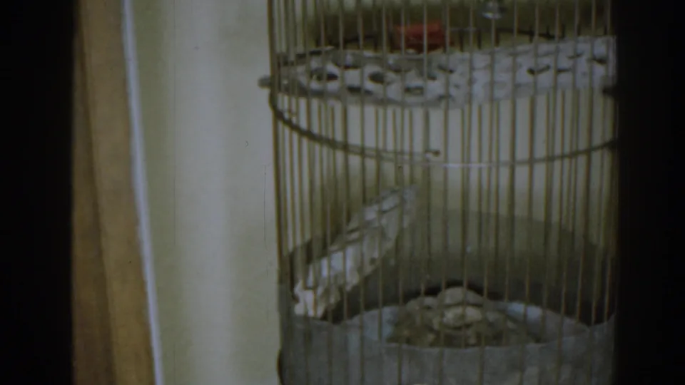 1963 New Jersey frame showing the lower section of a round bird cage with a budgerigar near the bars.