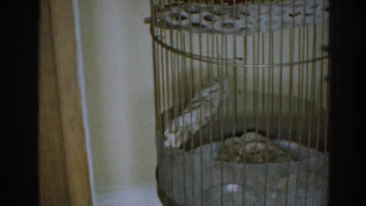 Tan wire bird cage beside a brown wooden door in an indoor room.