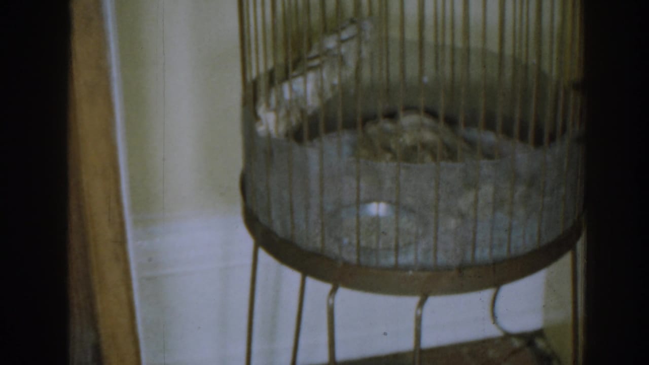 1963 New Jersey frame with the upper area of a cylindrical wire bird cage, showing vertical bars, a perch, and an interior dish.